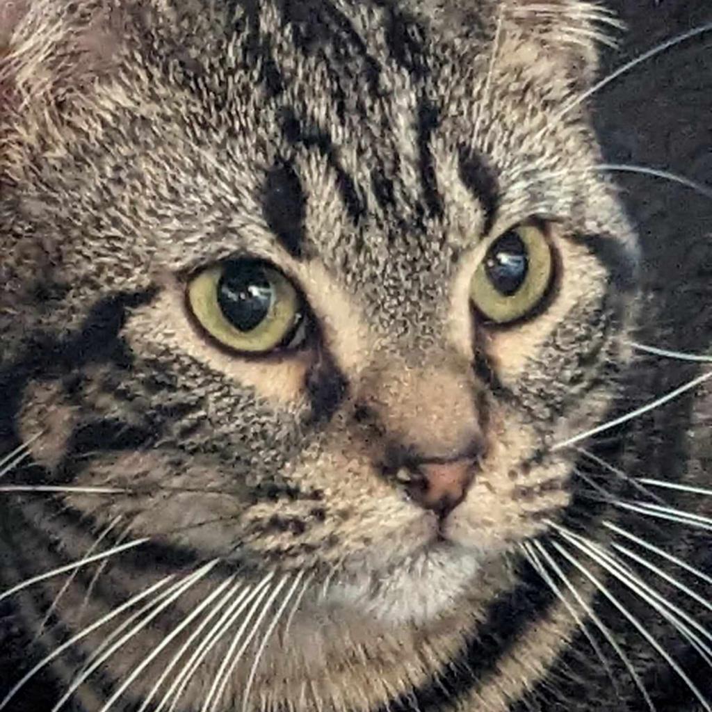 Veggie, Adoptable, Adult Male Domestic Short Hair.