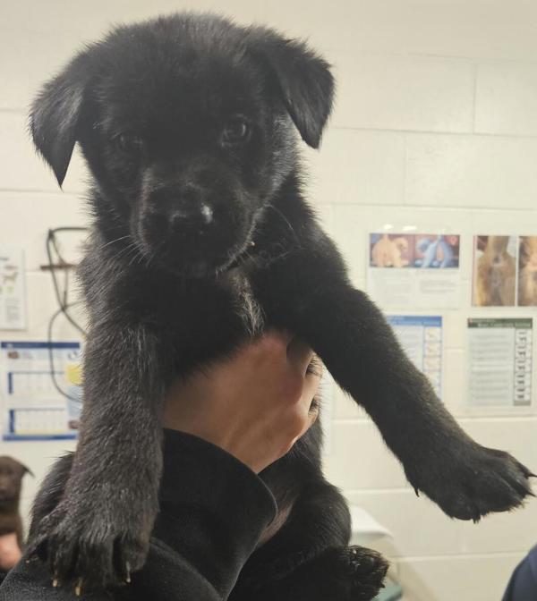 Enlarge Martha 45878, a Adoptable mixed breed in Pocatello, ID image 1/1