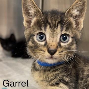 Enlarge Garret, a Adoptable Domestic Short Hair in Knoxville, TN image 1/1