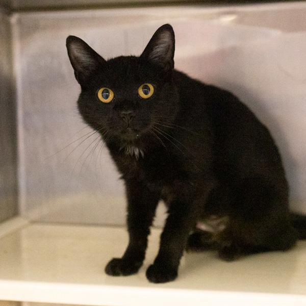 Charlotte - Bonded Buddies With Emily, Adoptable, Adult Female Domestic Short Hair.