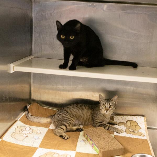 Enlarge Charlotte - Bonded Buddies With Emily, a Adoptable mixed breed in Des Moines, IA image 2/4