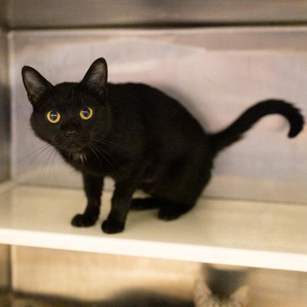 Enlarge Charlotte - Bonded Buddies With Emily, a Adoptable mixed breed in Des Moines, IA image 3/4