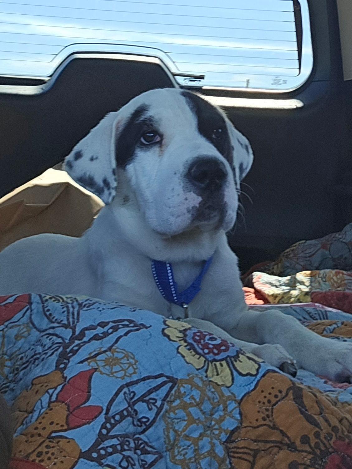 Scout, Adoptable, Puppy Male Shar-Pei & Terrier.