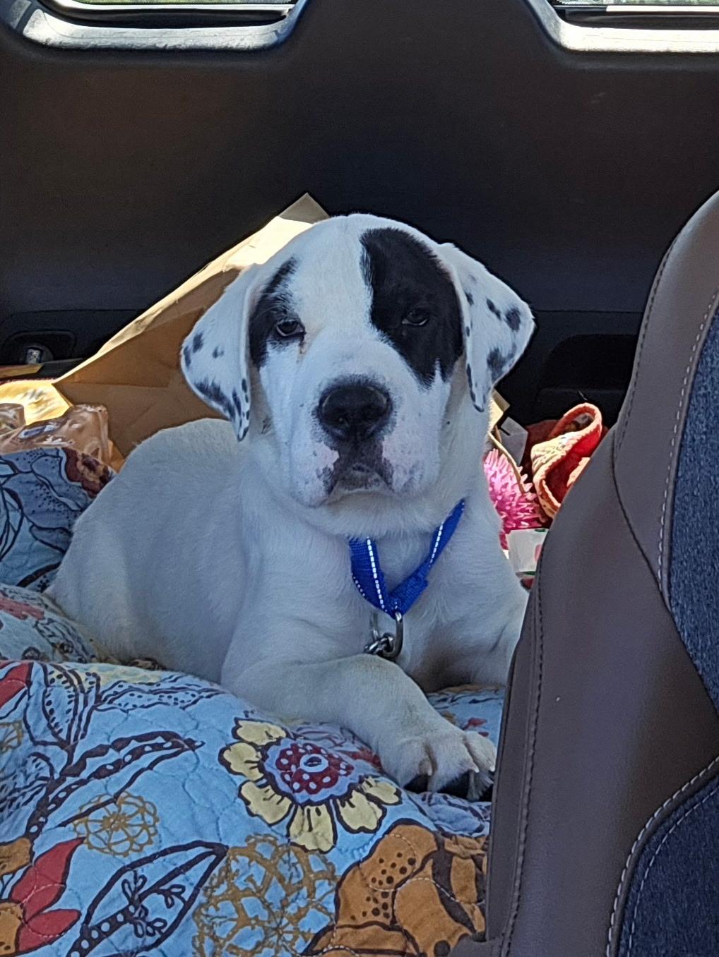 Enlarge Scout, a Adoptable mixed breed in Oswego, IL image 3/6