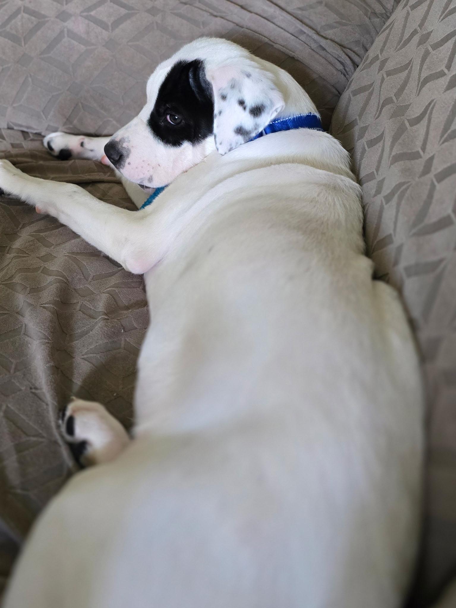 Enlarge Scout, a Adoptable mixed breed in Oswego, IL image 4/6