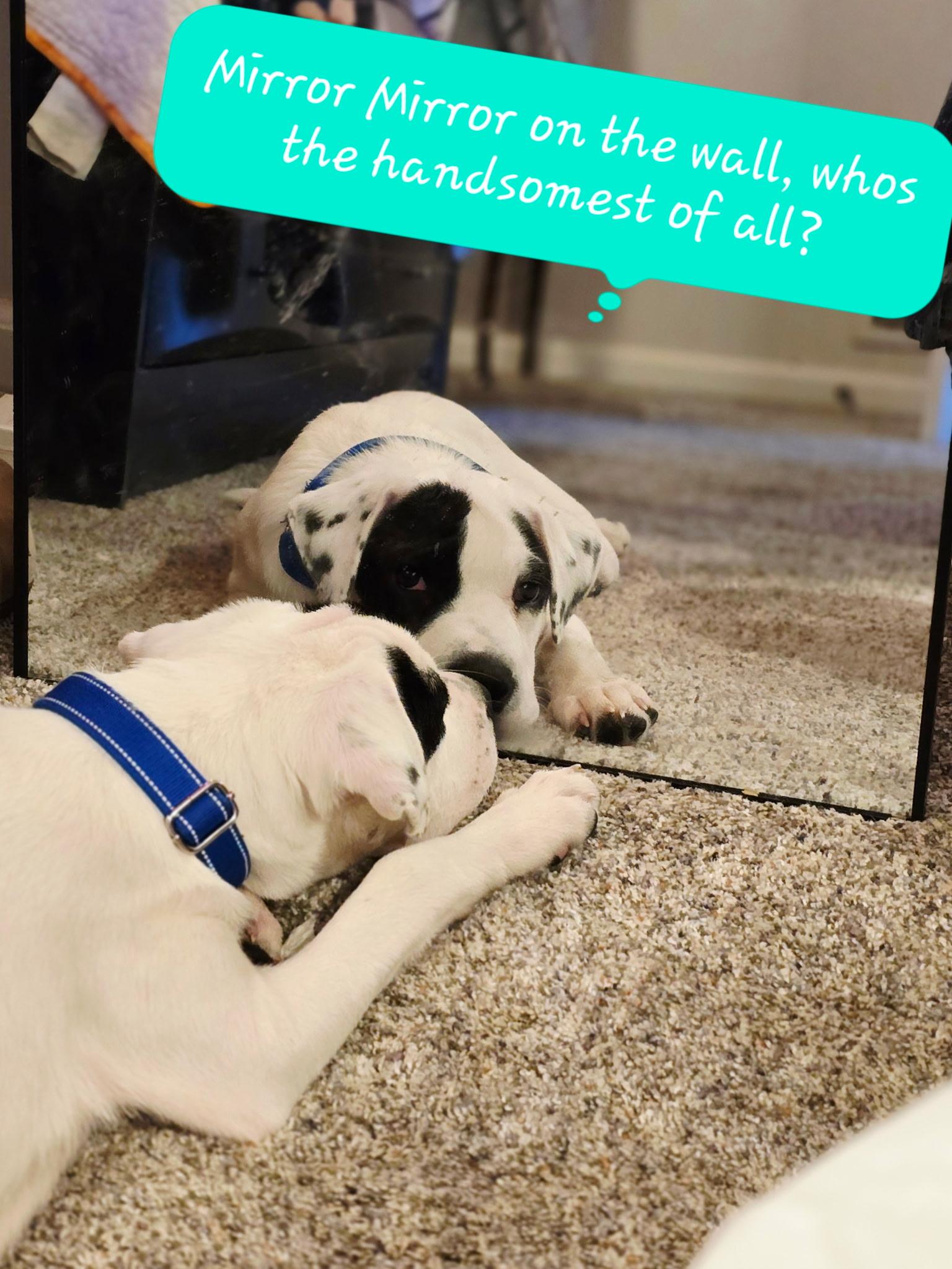 Enlarge Scout, a Adoptable mixed breed in Oswego, IL image 2/6