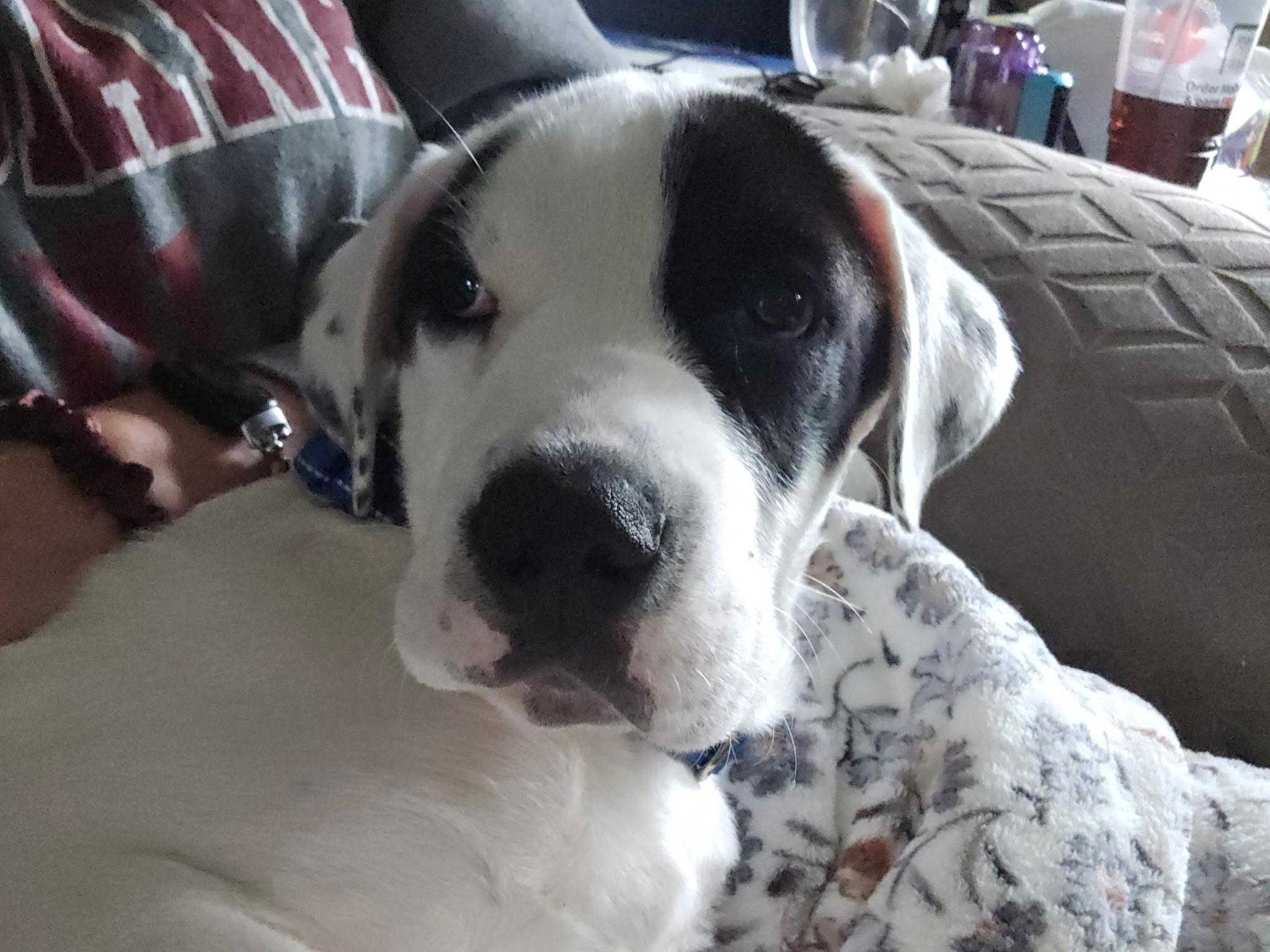 Enlarge Scout, a Adoptable mixed breed in Oswego, IL image 5/6