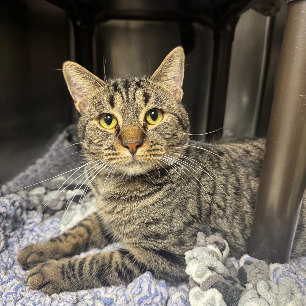 Enlarge Mr. Toby, a Adoptable Domestic Short Hair in Windsor, VA image 1/1