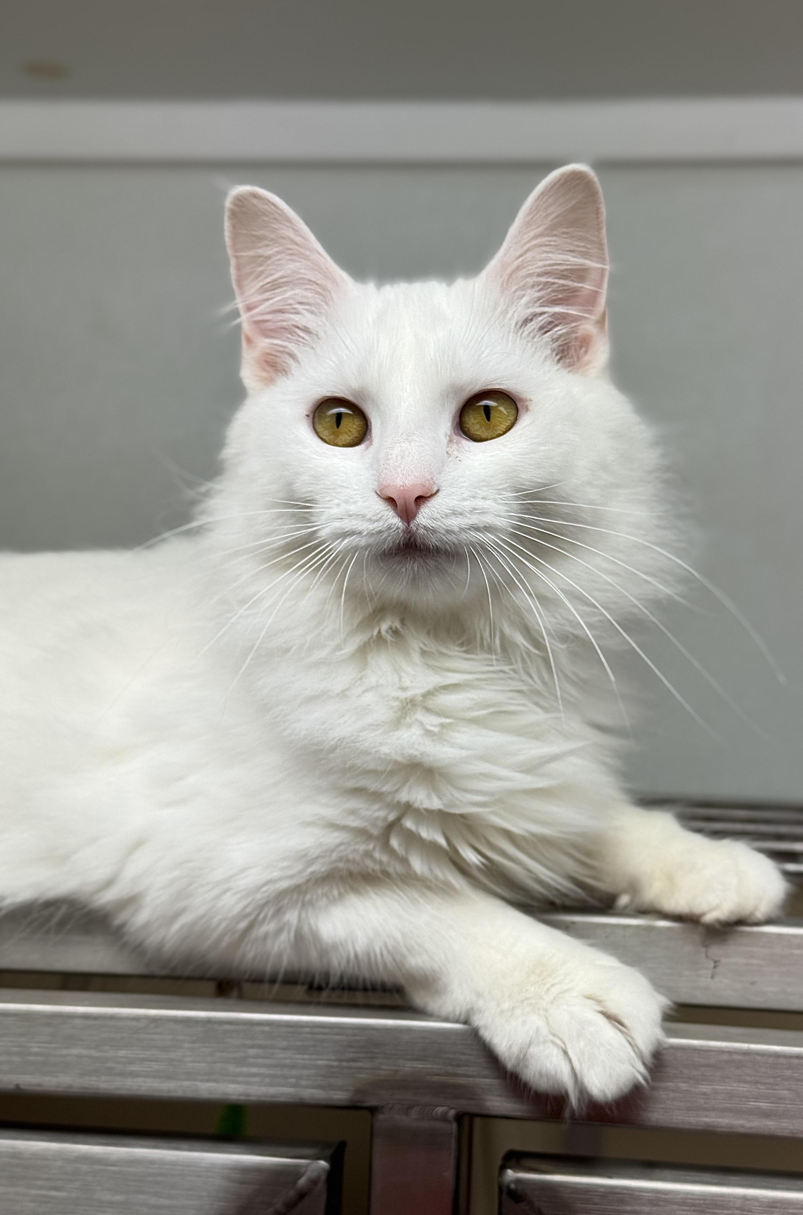 Duchess, a Adoptable Domestic Medium Hair in Kearneysville, WV image 1/4