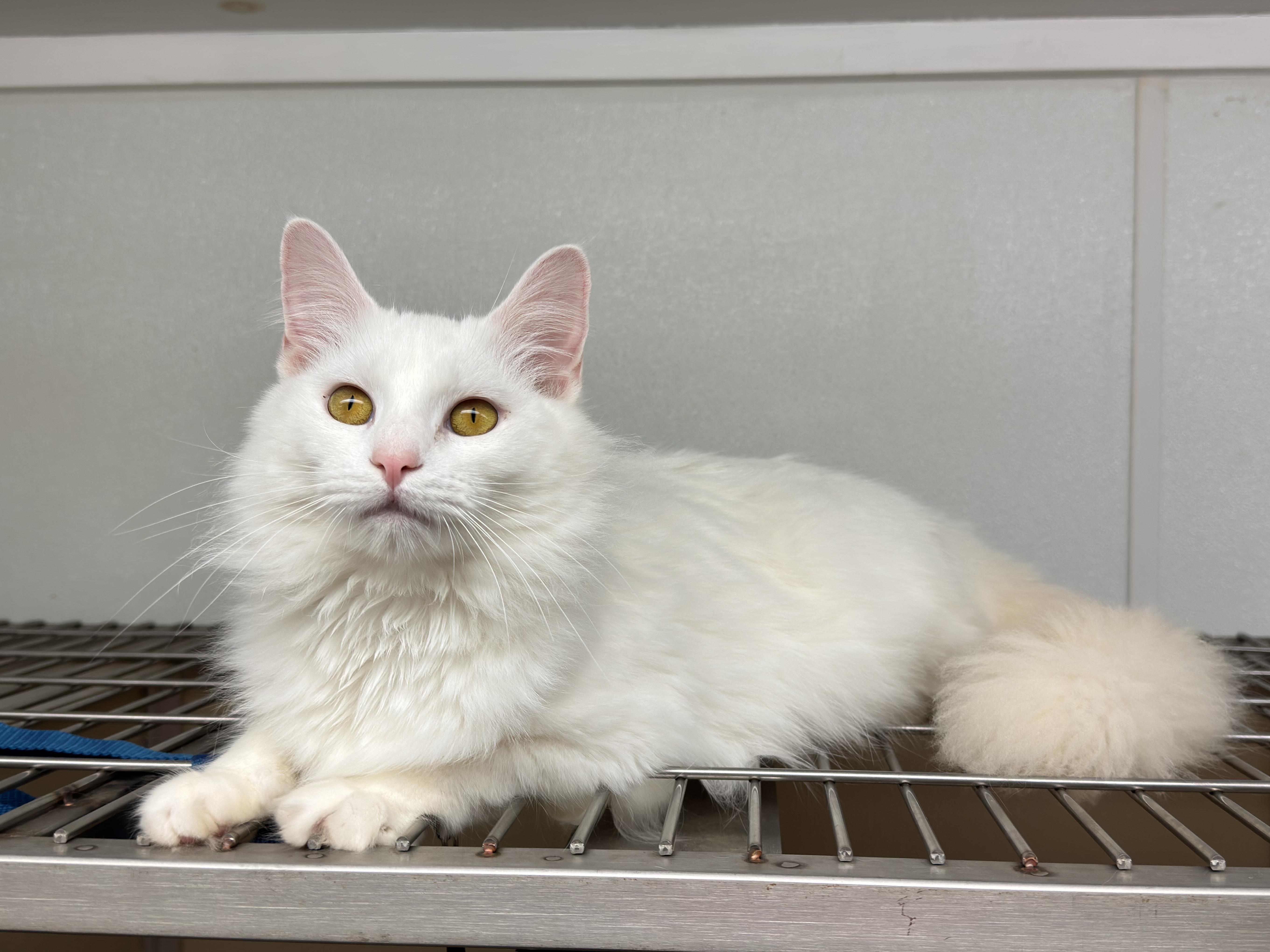 Duchess, a Adoptable Domestic Medium Hair in Kearneysville, WV image 2/4