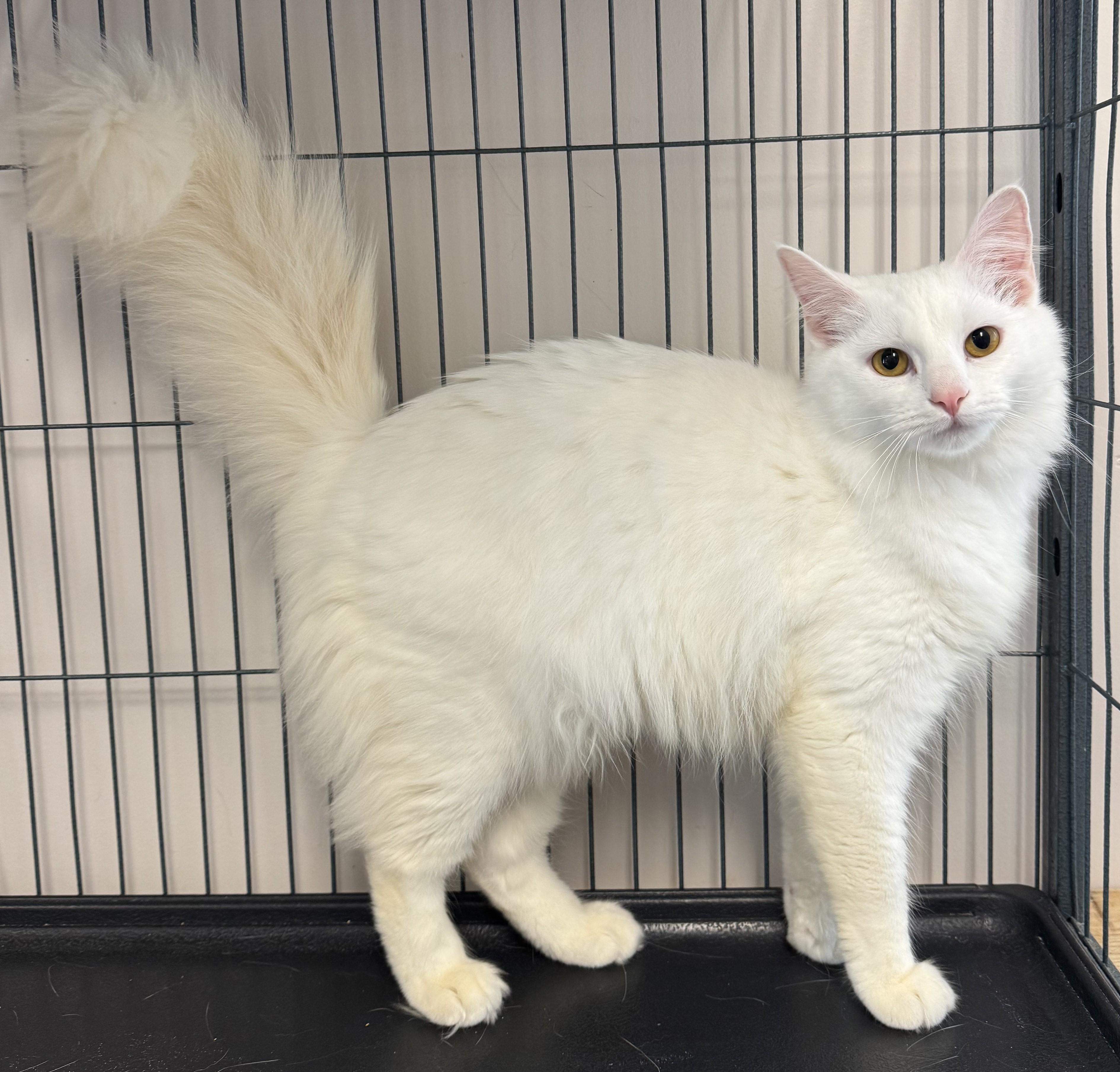 Duchess, a Adoptable Domestic Medium Hair in Kearneysville, WV image 3/4