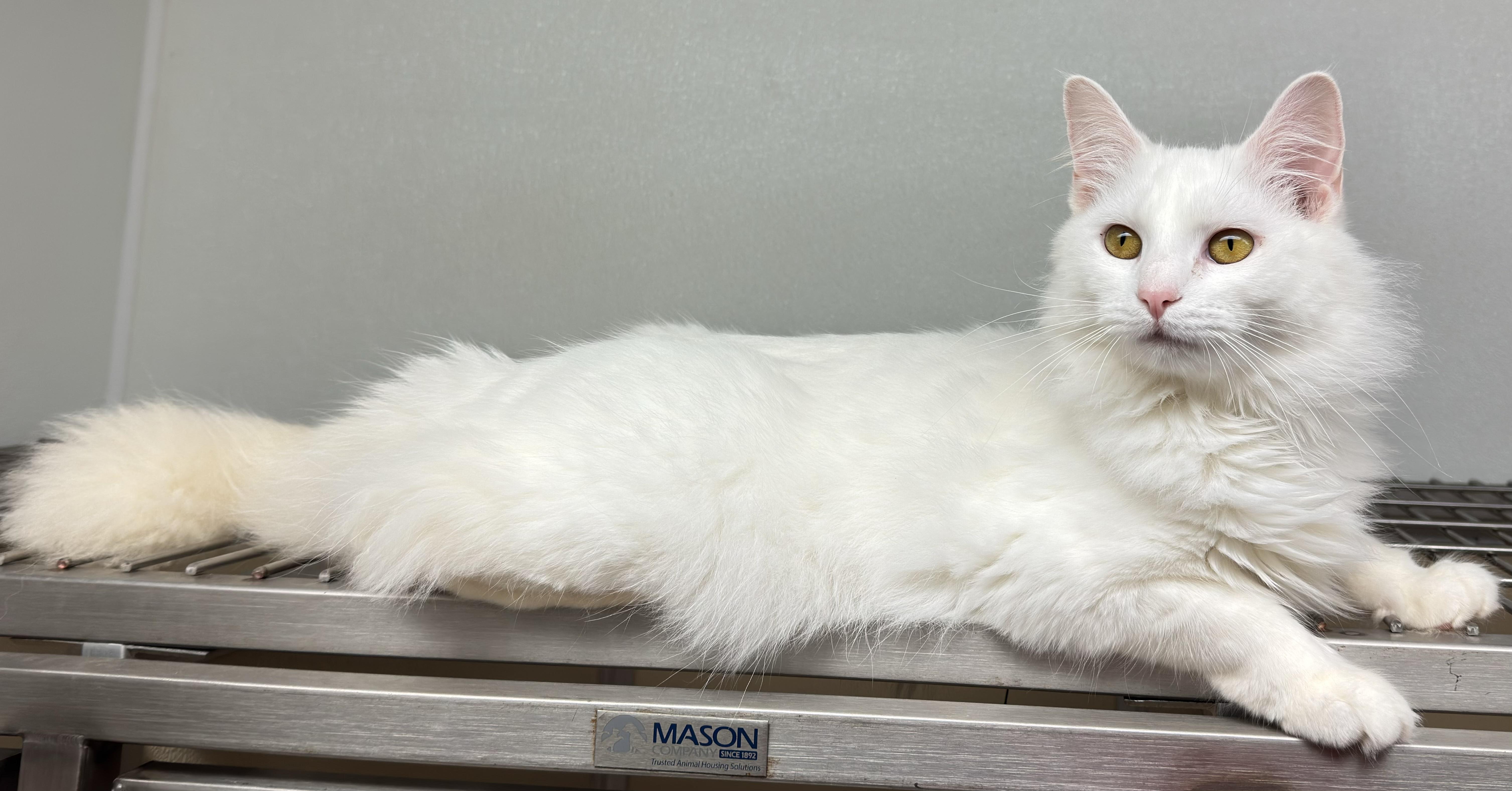 Duchess, a Adoptable Domestic Medium Hair in Kearneysville, WV image 4/4