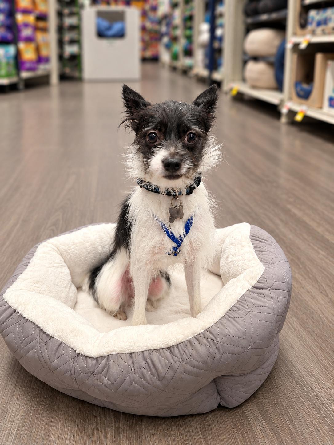 Enlarge Koko, a Adoptable mixed breed in Detroit, MI image 1/4