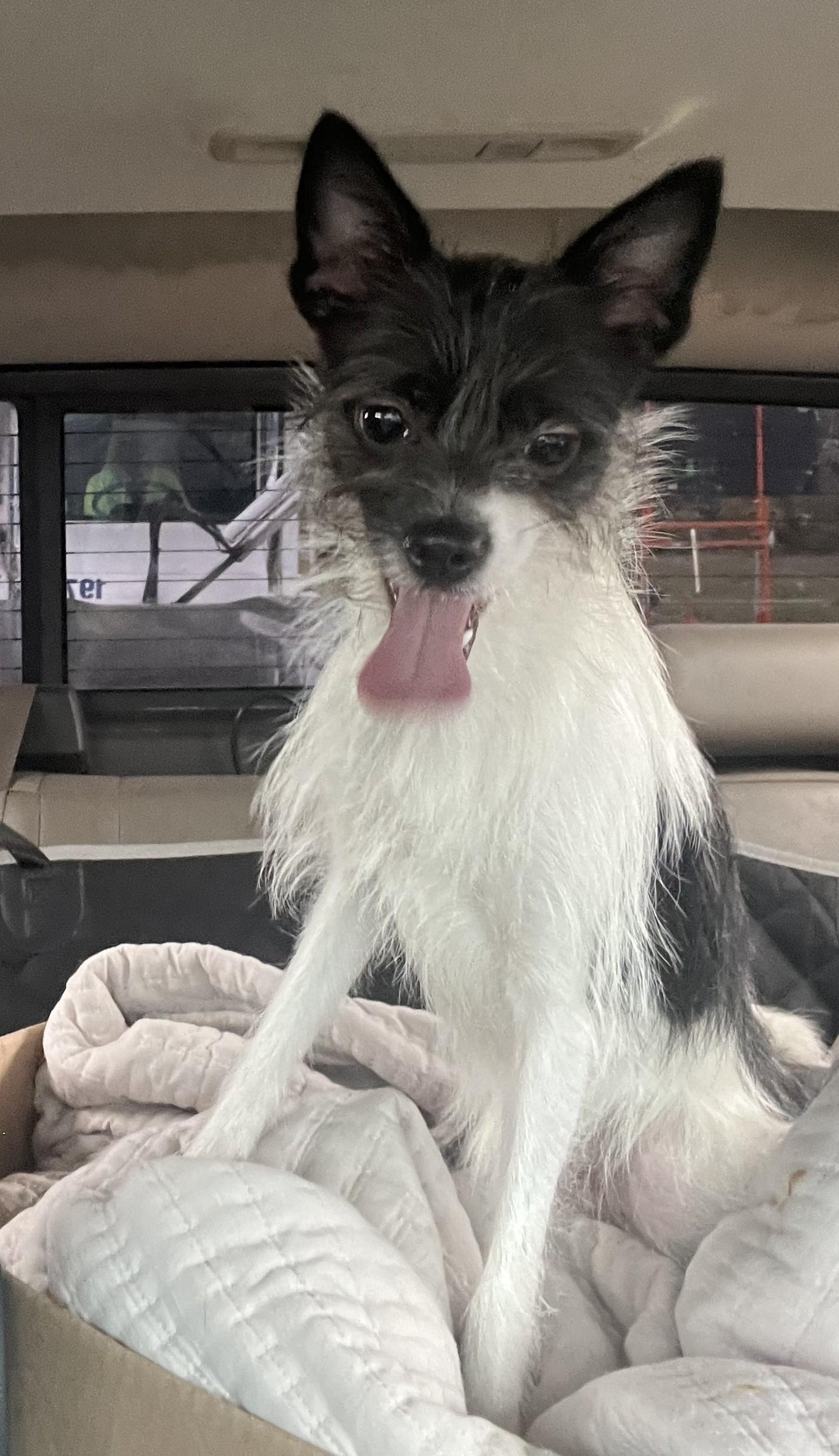 Enlarge Koko, a Adoptable mixed breed in Detroit, MI image 2/4