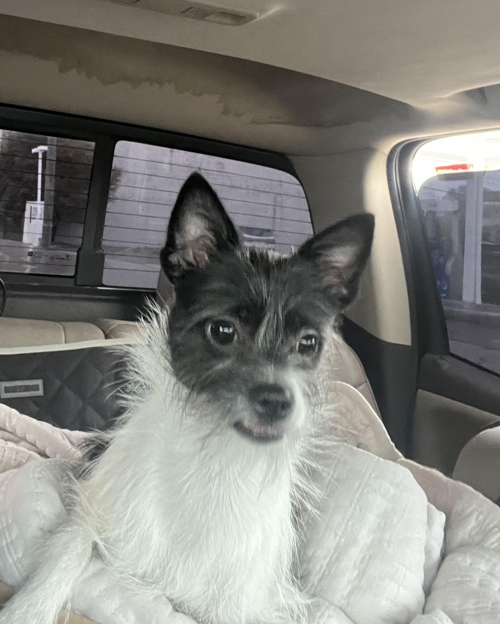 Enlarge Koko, a Adoptable mixed breed in Detroit, MI image 3/4