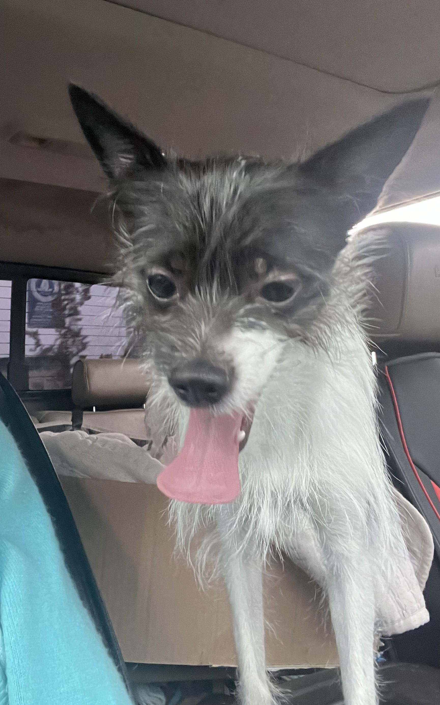 Enlarge Koko, a Adoptable mixed breed in Detroit, MI image 4/4