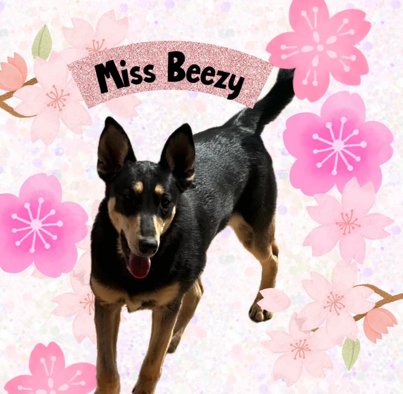 Enlarge Biscuit , a Adoptable mixed breed in Bixby, OK image 1/4