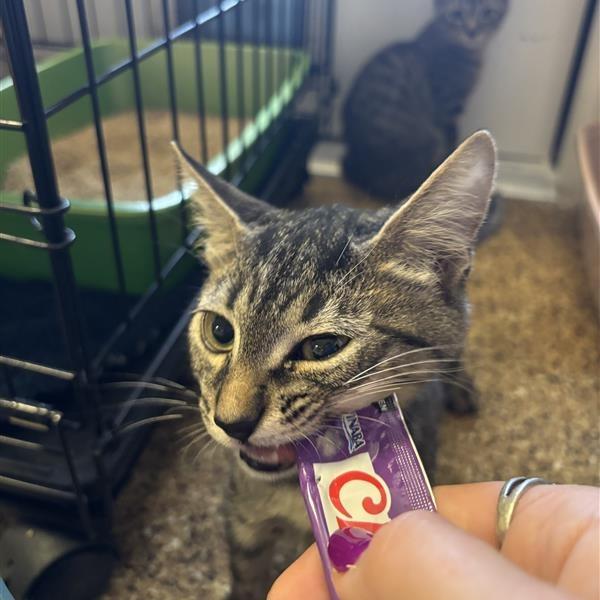 Twix, Adoptable, Kitten Male Domestic Short Hair.