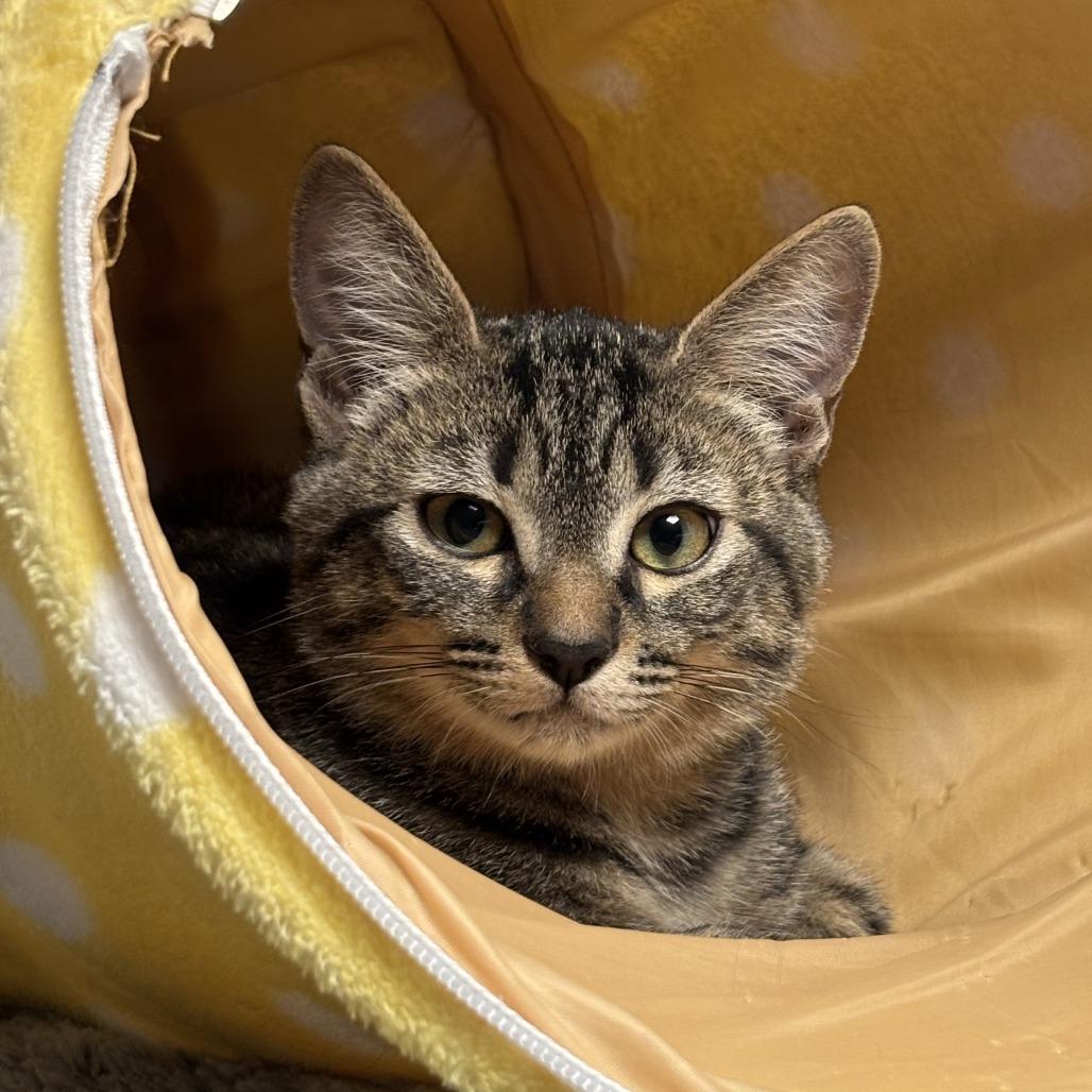 Enlarge Twix, a Adoptable Domestic Short Hair in Tempe, AZ image 2/6