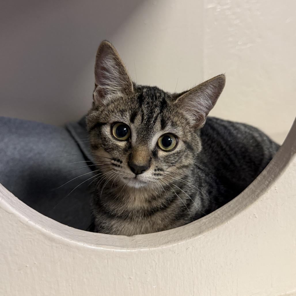 Enlarge Twix, a Adoptable Domestic Short Hair in Tempe, AZ image 3/6