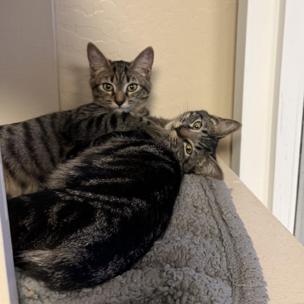 Enlarge Twix, a Adoptable Domestic Short Hair in Tempe, AZ image 4/6