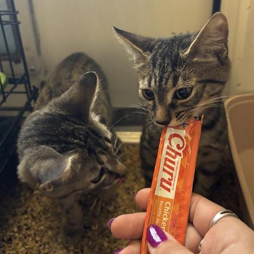 Enlarge Twix, a Adoptable Domestic Short Hair in Tempe, AZ image 5/6