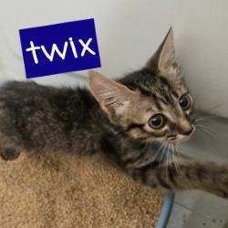 Enlarge Twix, a Adoptable Domestic Short Hair in Tempe, AZ image 6/6