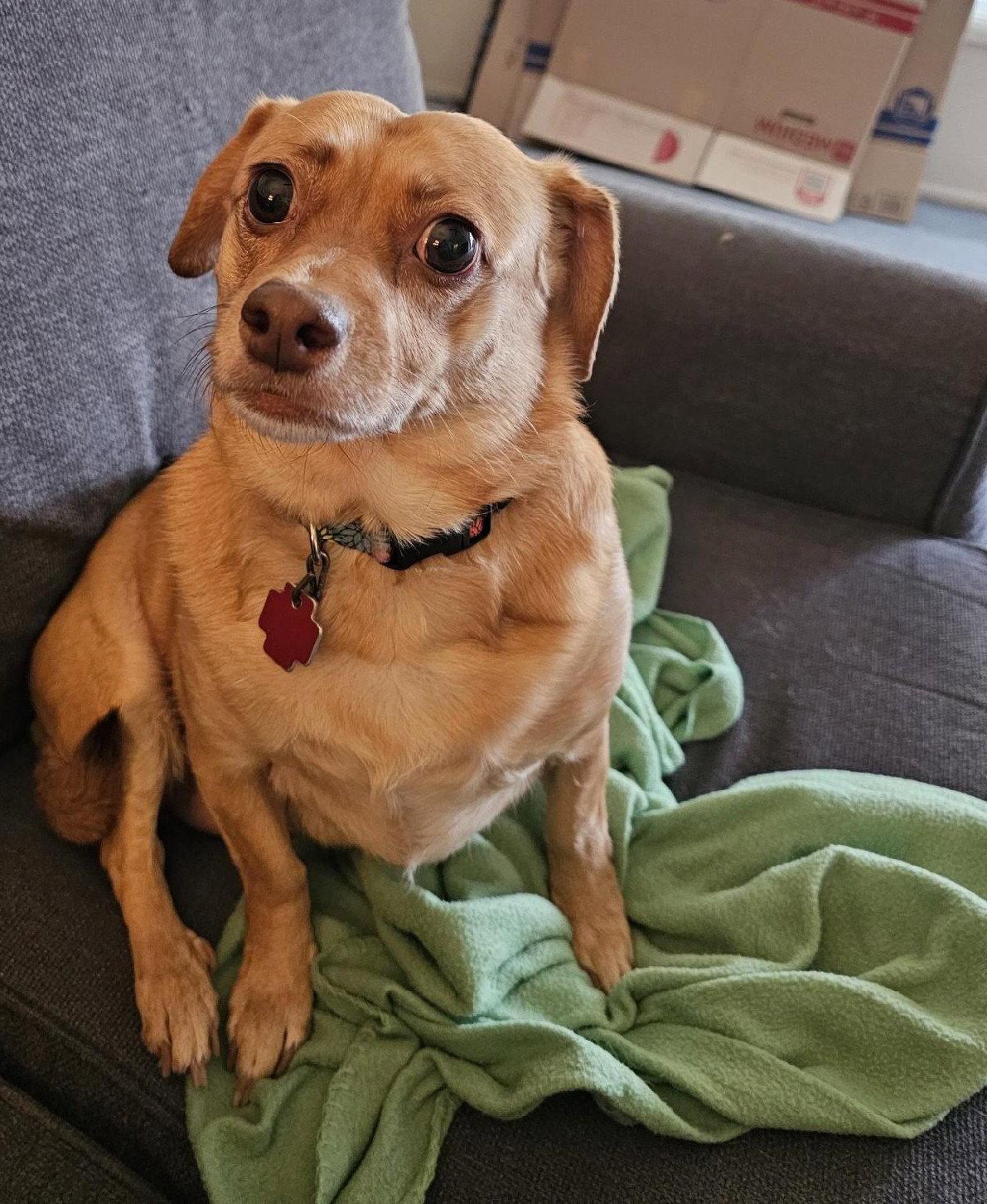 Honey, Adopted, Adult Female Dachshund.