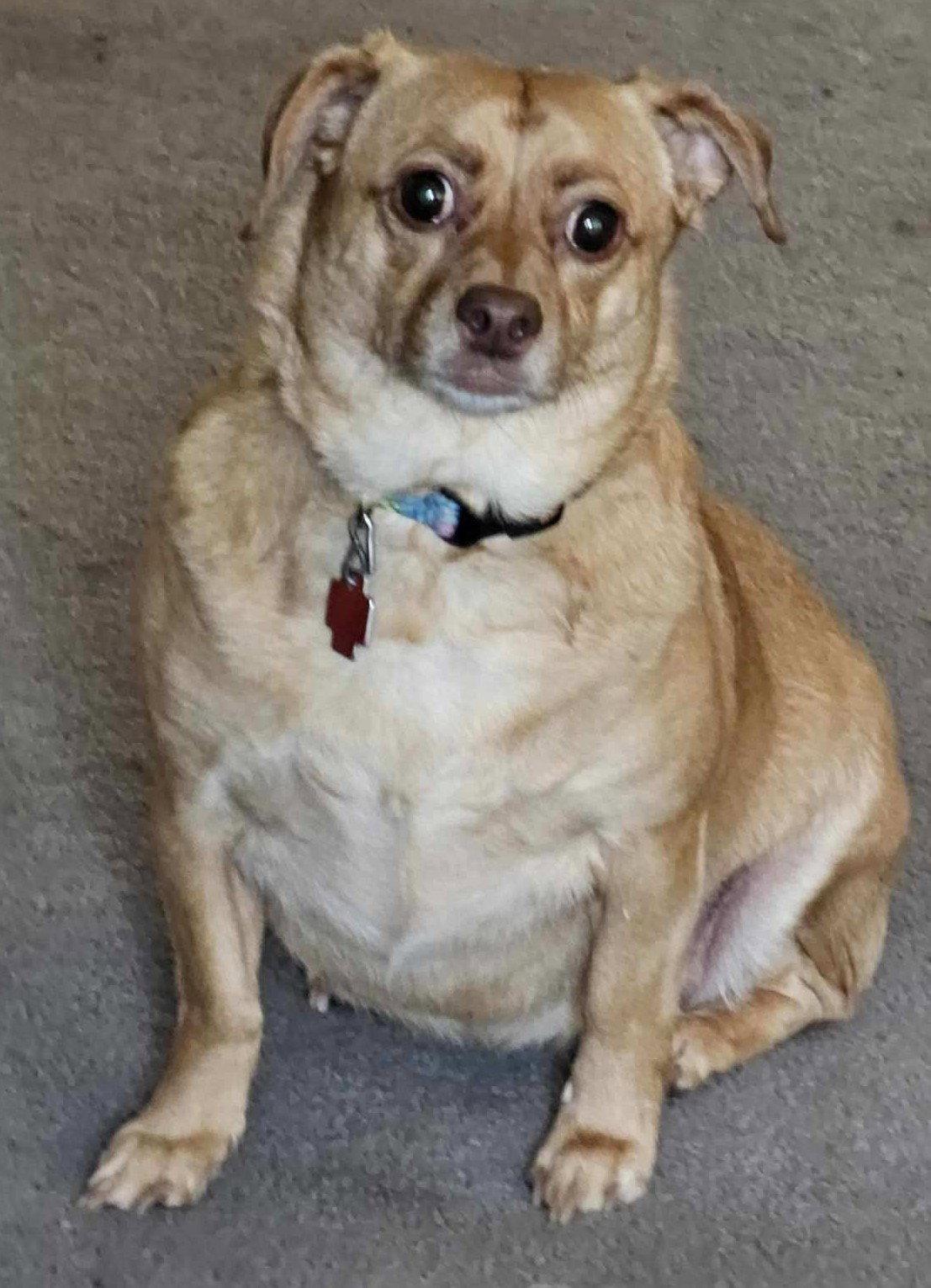 Enlarge Honey, a Adopted Dachshund in Island Lake, IL image 2/3