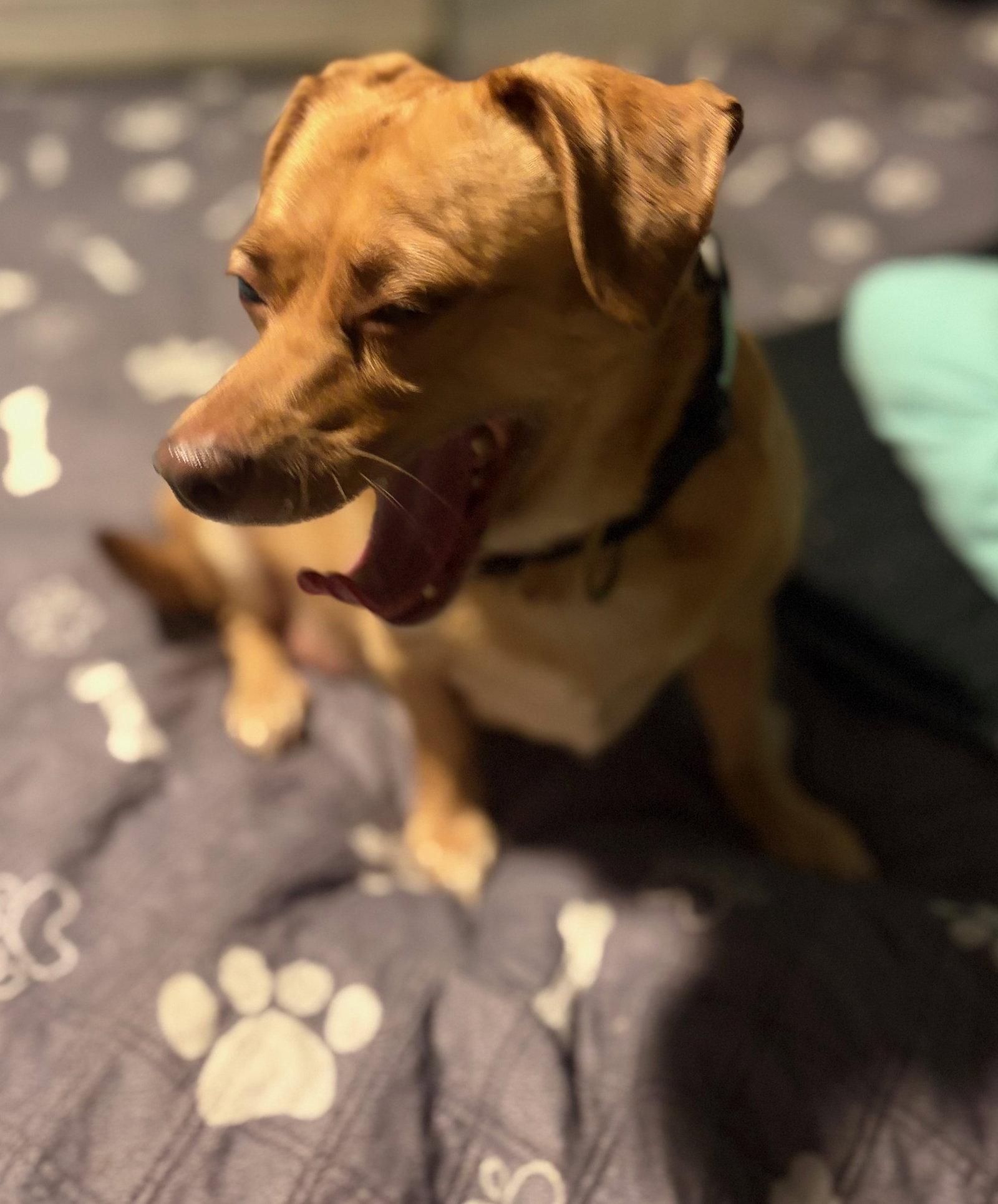 Enlarge Honey, a Adopted Dachshund in Island Lake, IL image 3/3
