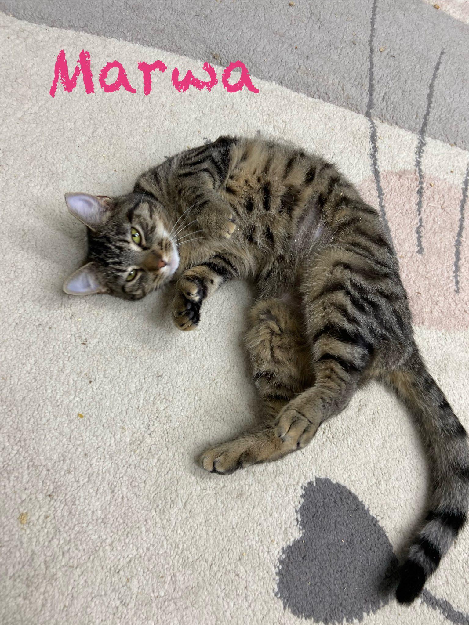 Marwa, ADOPTABLE, Kitten Female Extra-Toes Cat / Hemingway Polydactyl.