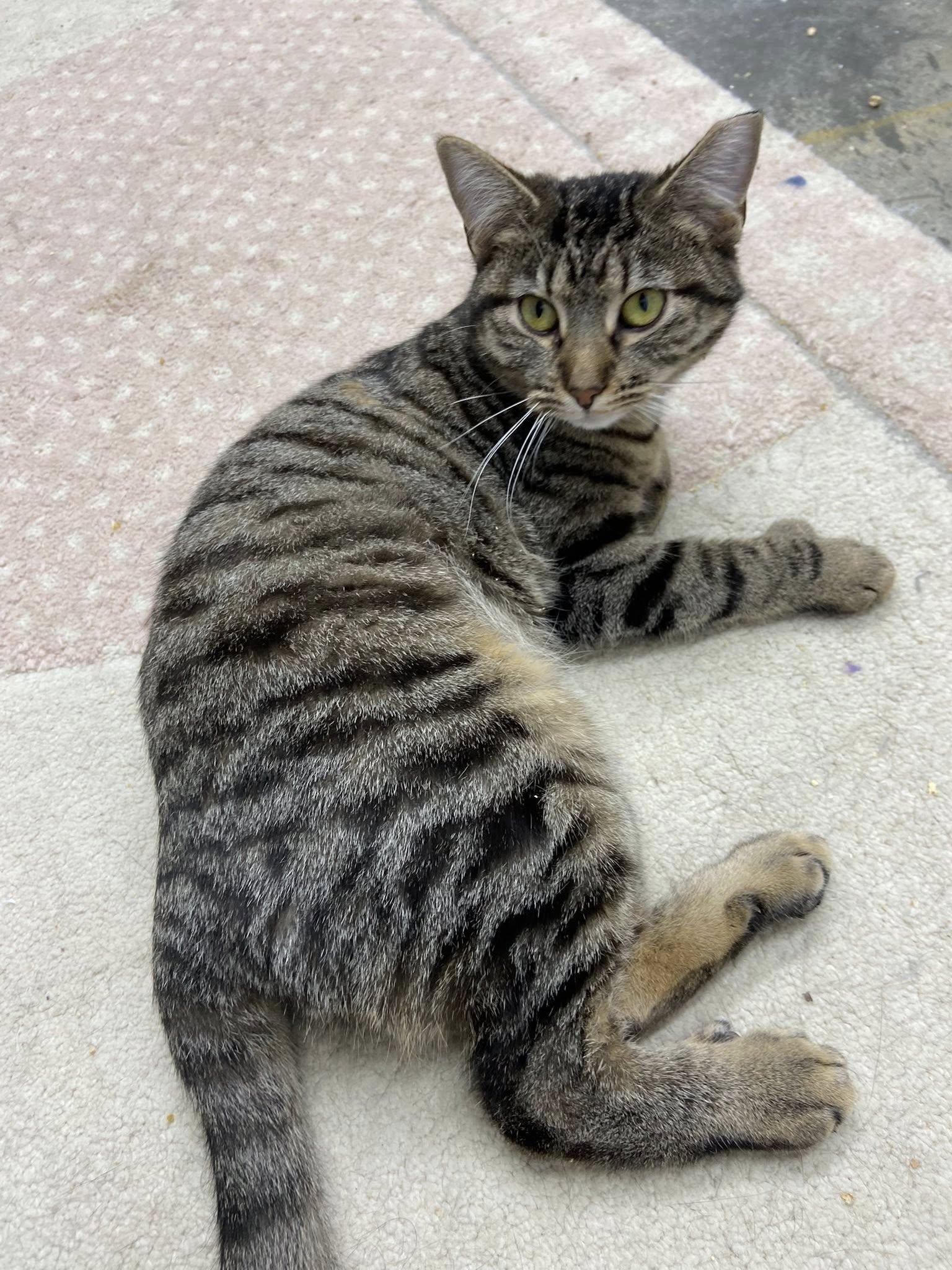 Enlarge Marwa, a ADOPTABLE Extra-Toes Cat / Hemingway Polydactyl in Clarksville, TN image 2/3