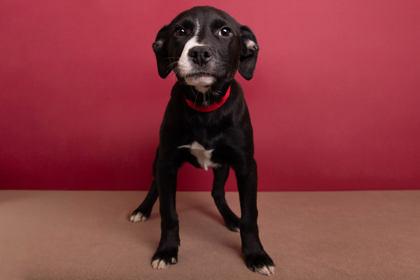 Enlarge Sandra, a Adoptable mixed breed in Greenville, SC image 1/1