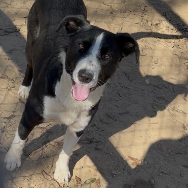 Enlarge Shadow, a Adoptable Collie in Wiggins, MS image 1/1