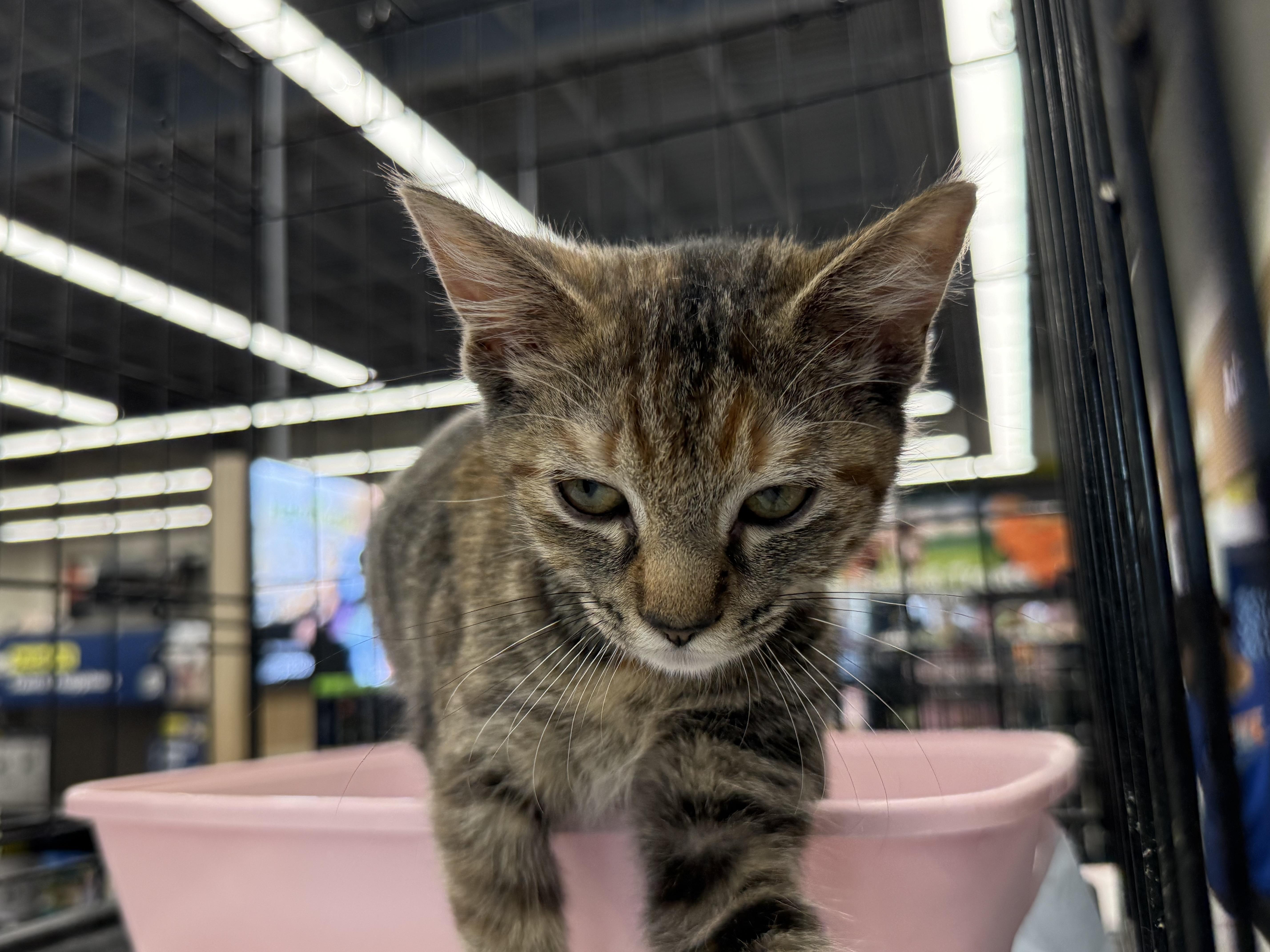 Enlarge Myrtle, a Adoptable mixed breed in Intercession city , FL image 5/5