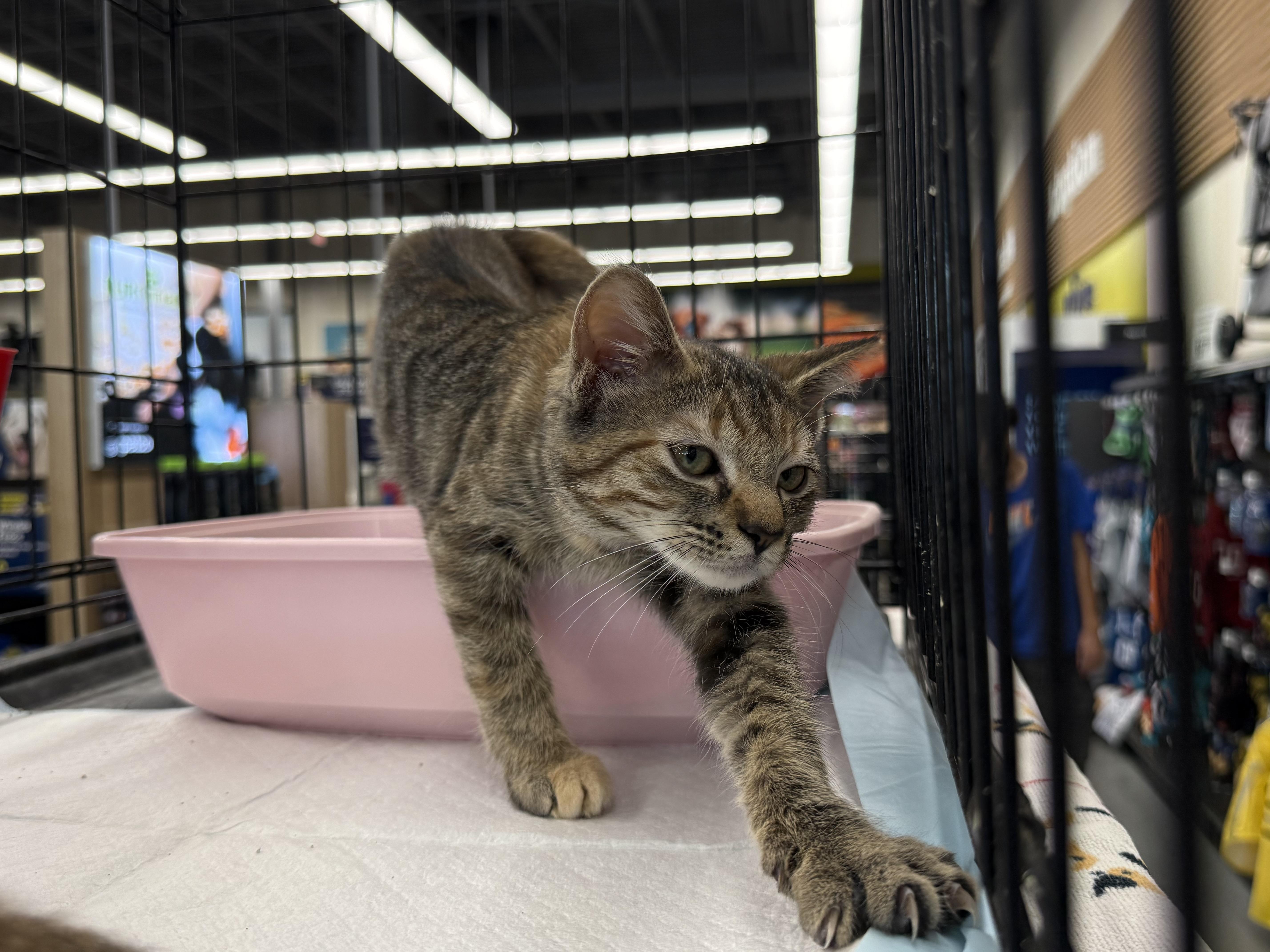 Enlarge Myrtle, a Adoptable mixed breed in Intercession city , FL image 4/5