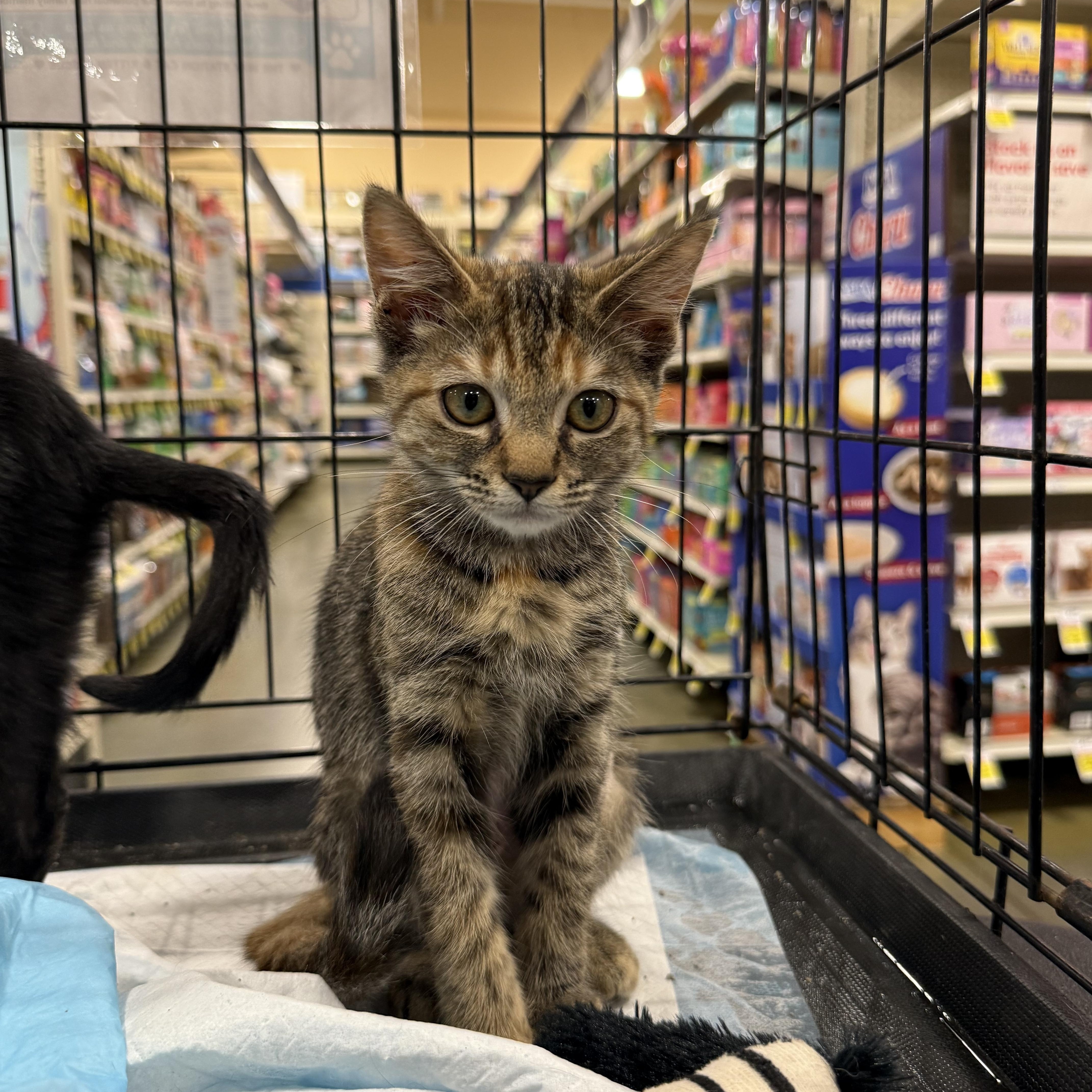 Enlarge Myrtle, a Adoptable mixed breed in Intercession city , FL image 2/5