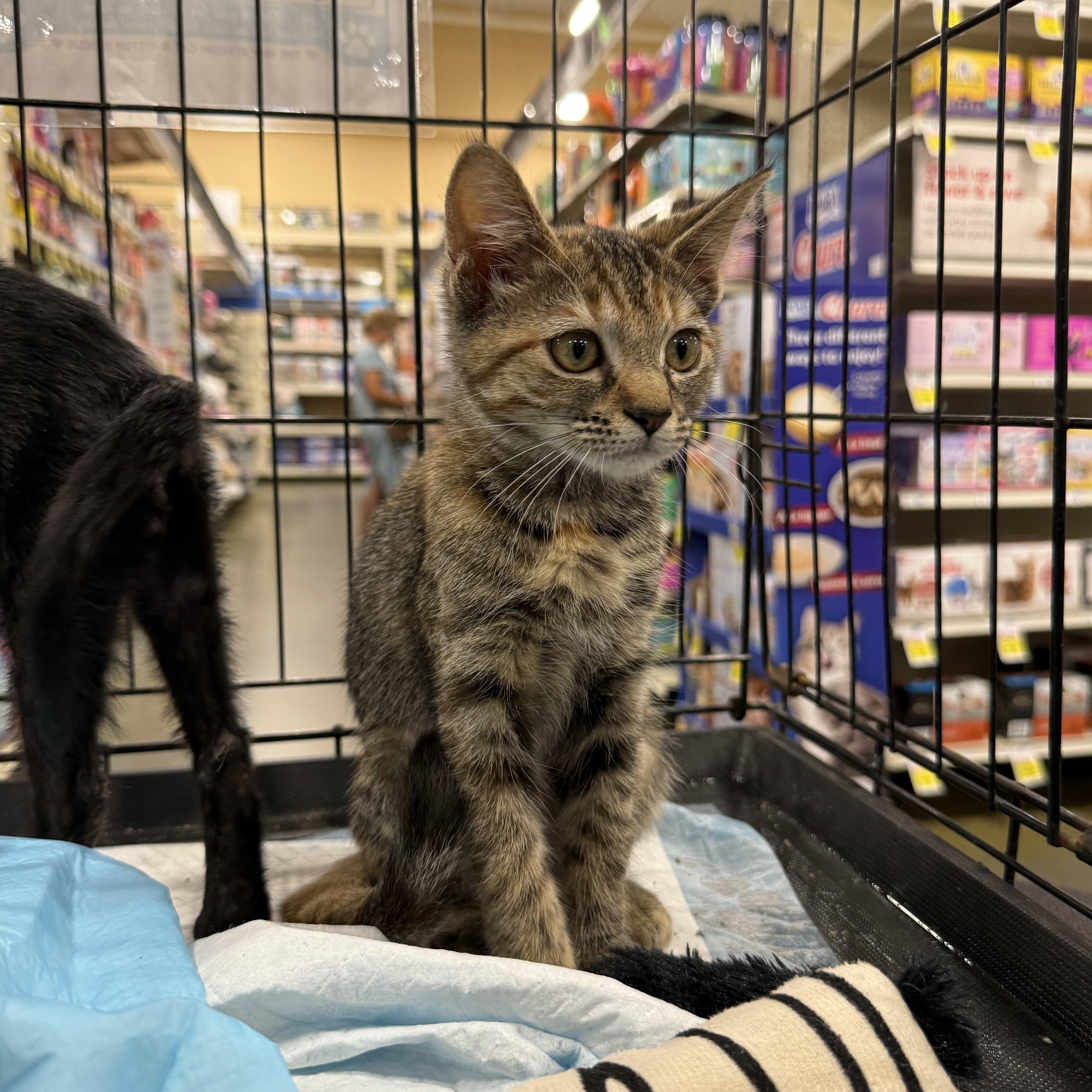 Enlarge Myrtle, a Adoptable mixed breed in Intercession city , FL image 1/5