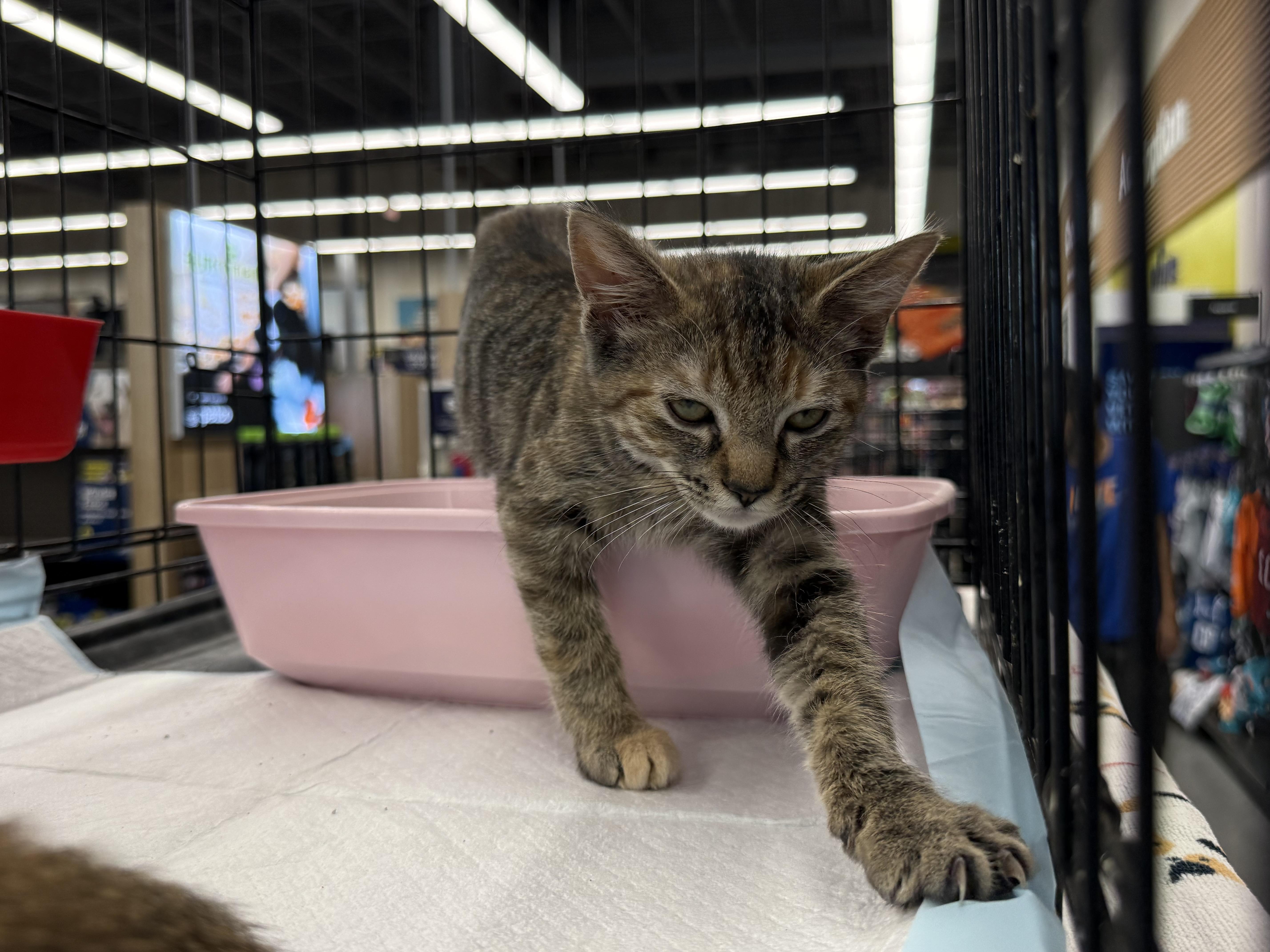 Enlarge Myrtle, a Adoptable mixed breed in Intercession city , FL image 3/5