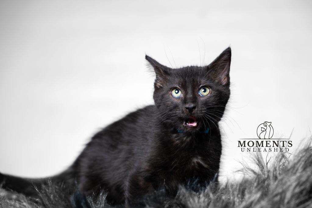Pichu, a ADOPTABLE Domestic Short Hair in Myakka City, FL image 2/3