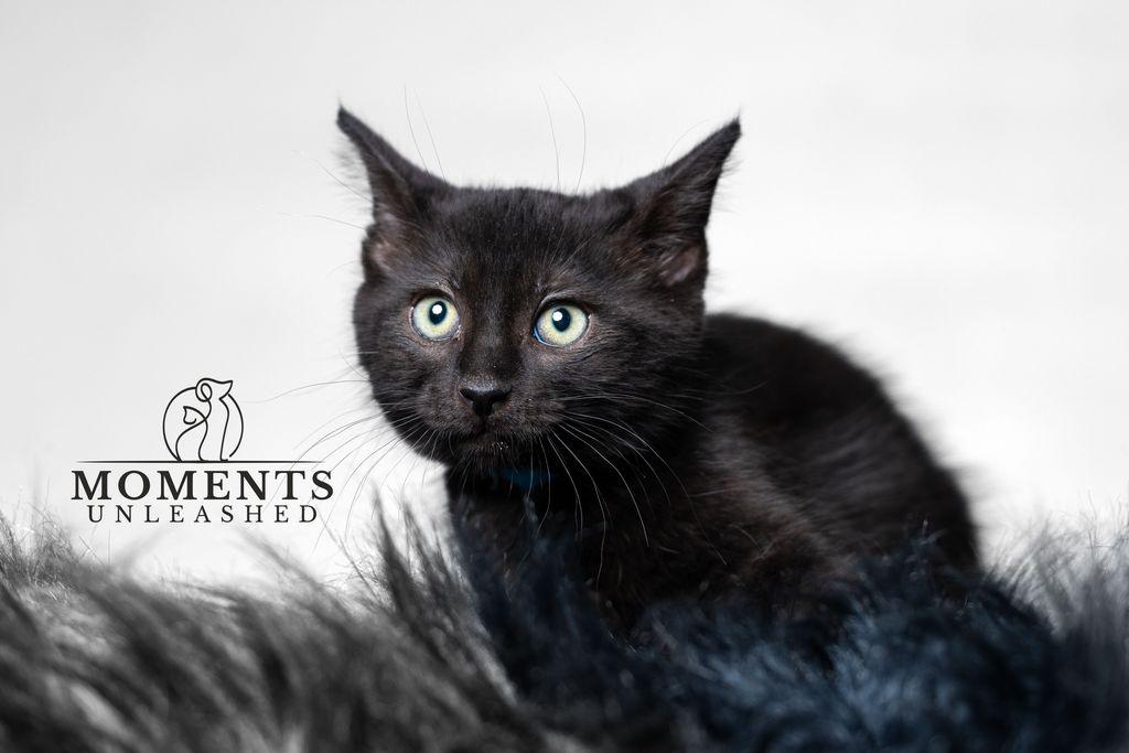Pichu, ADOPTABLE, Kitten Male Domestic Short Hair.