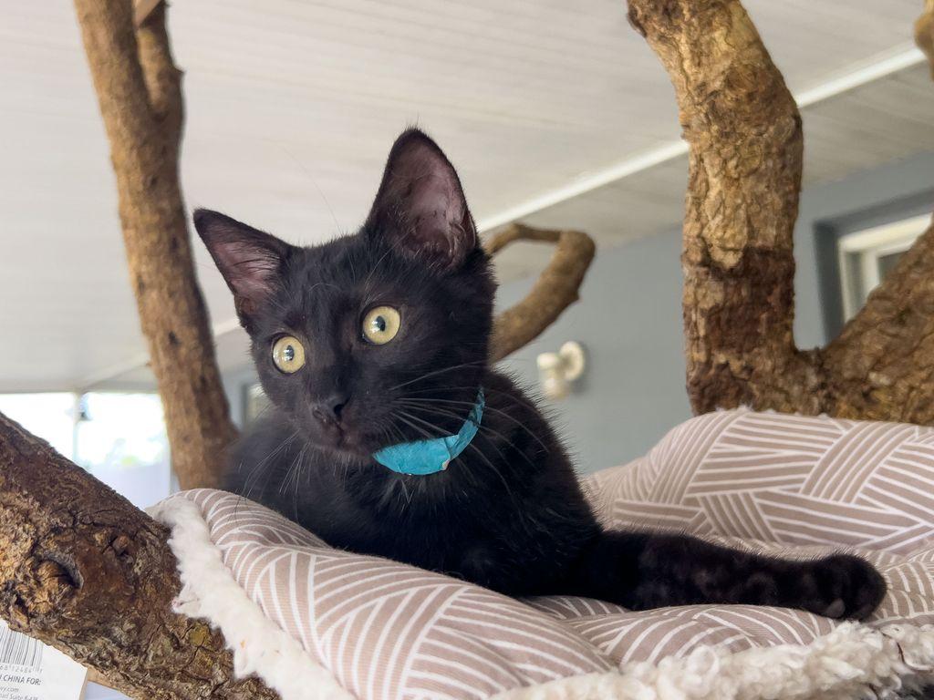 Pichu, ADOPTABLE, Kitten Male Domestic Short Hair.
