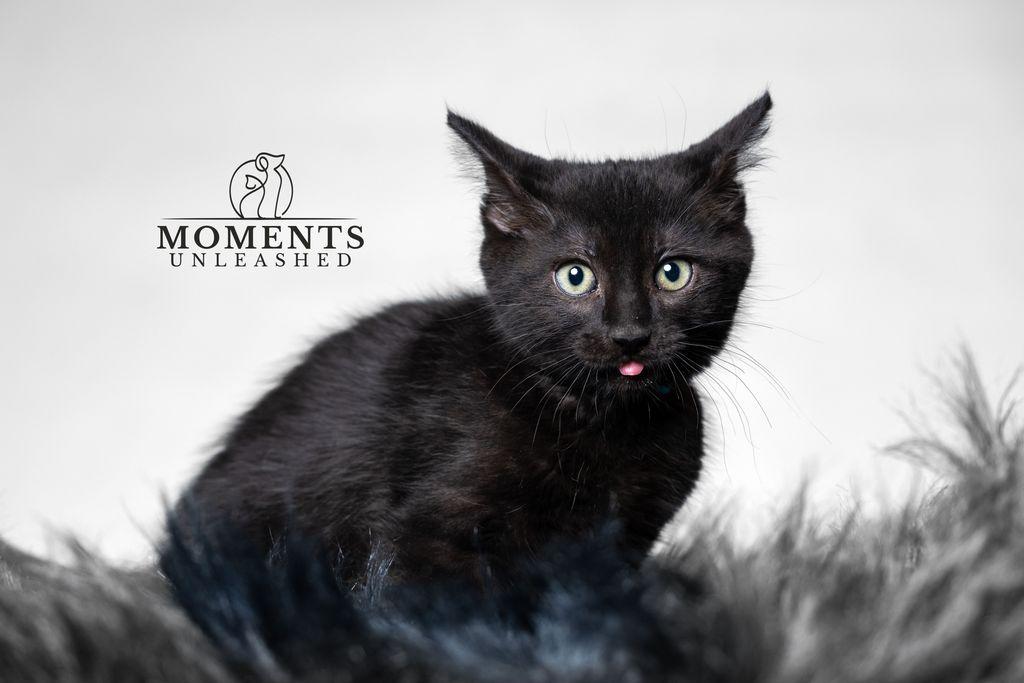 Pichu, a ADOPTABLE Domestic Short Hair in Myakka City, FL image 3/3