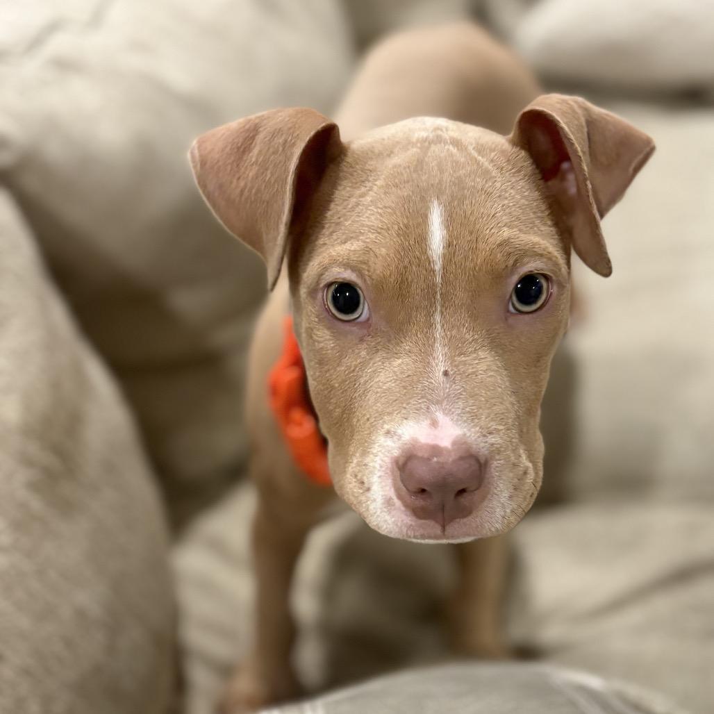 Darwin, a Adoptable mixed breed in Brownsboro, AL image 1/3