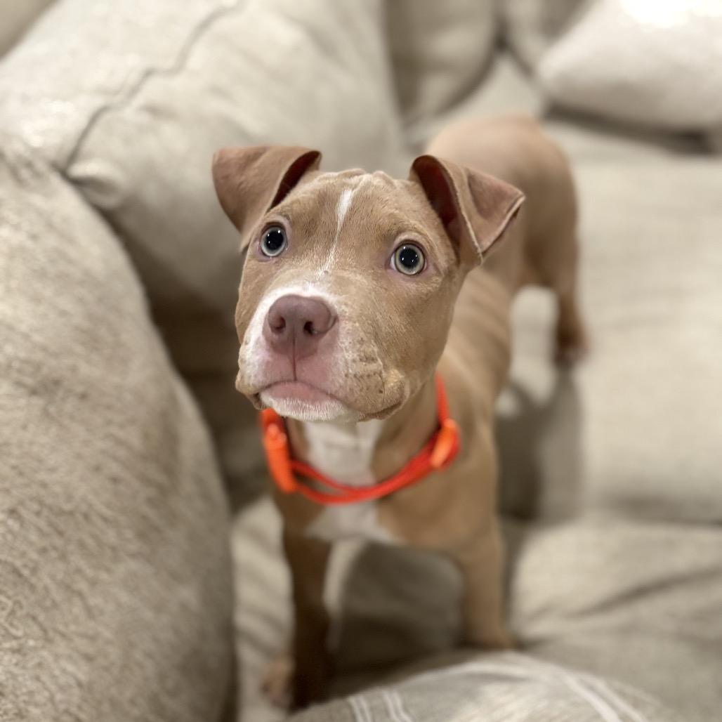 Darwin, a Adoptable mixed breed in Brownsboro, AL image 2/3