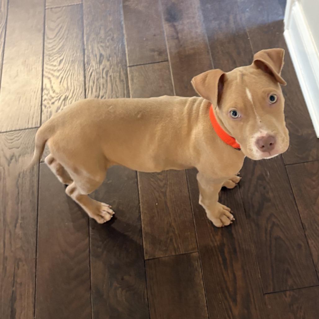 Darwin, a Adoptable mixed breed in Brownsboro, AL image 3/3