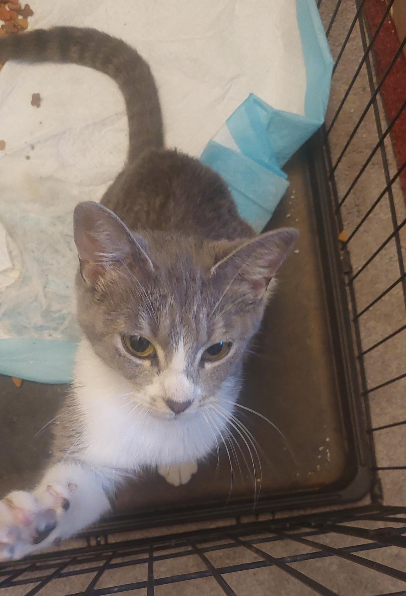 Enlarge Precious (SC), a ADOPTABLE Domestic Short Hair in Clinton, IL image 1/4