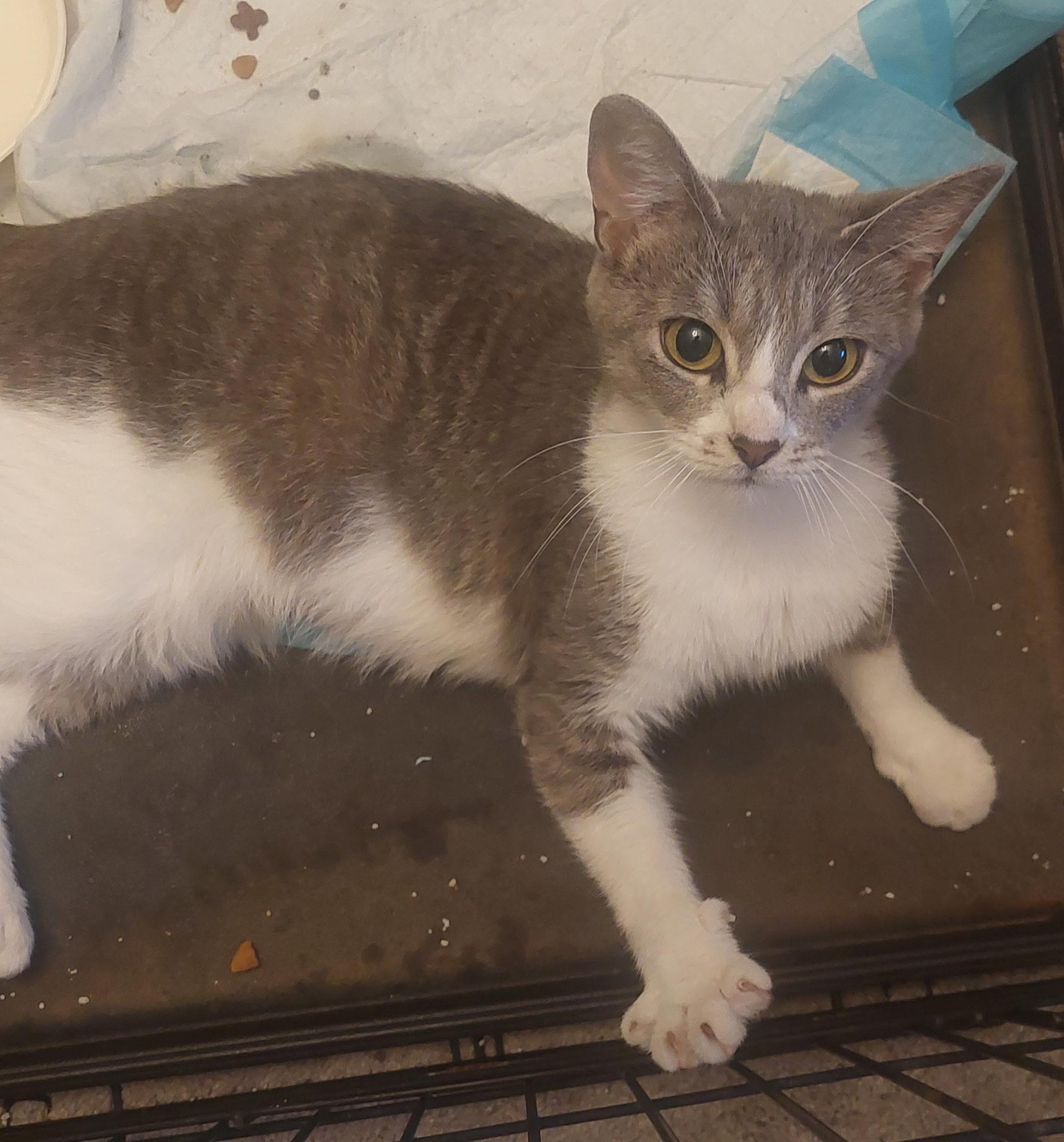 Enlarge Precious (SC), a ADOPTABLE Domestic Short Hair in Clinton, IL image 2/4