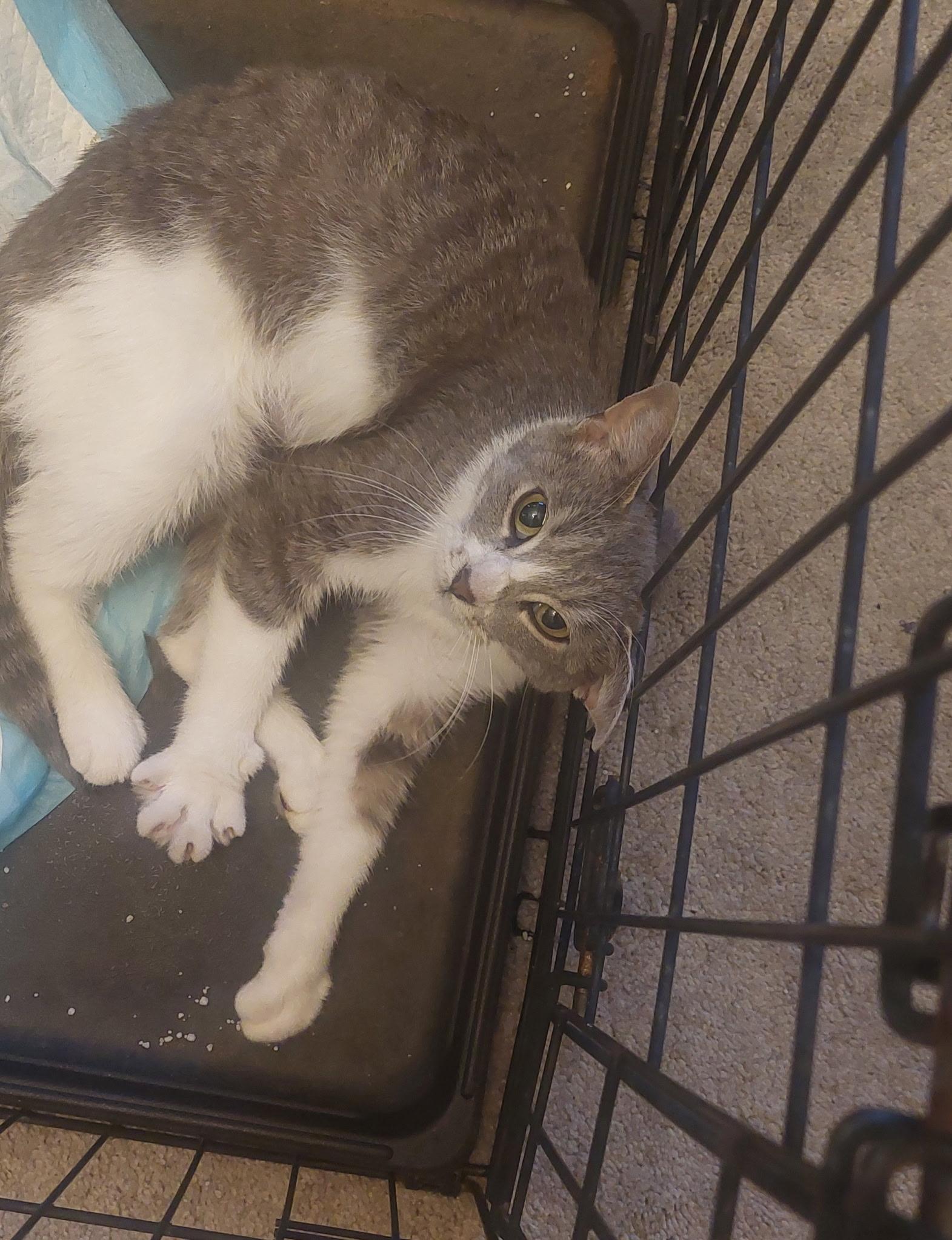 Enlarge Precious (SC), a ADOPTABLE Domestic Short Hair in Clinton, IL image 4/4