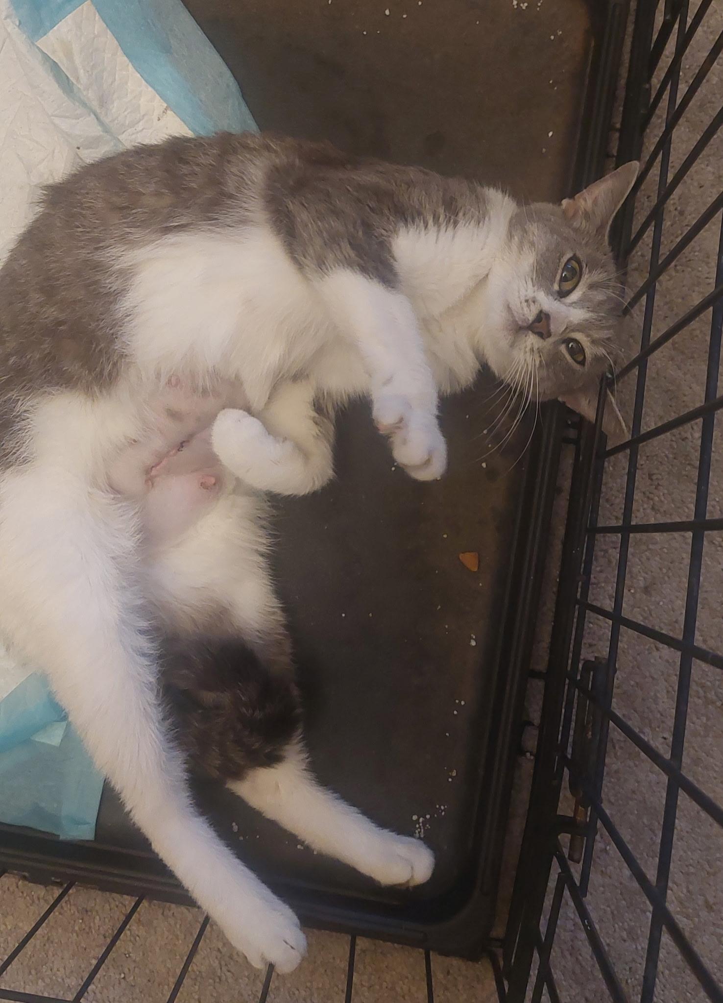 Enlarge Precious (SC), a ADOPTABLE Domestic Short Hair in Clinton, IL image 3/4